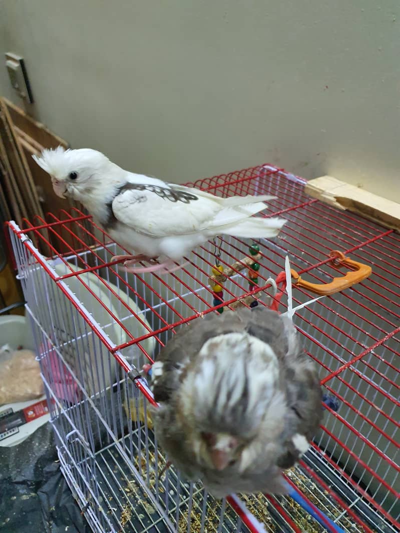 Two Cocktail parrot just 6500 with cage or toys hande tame 2
