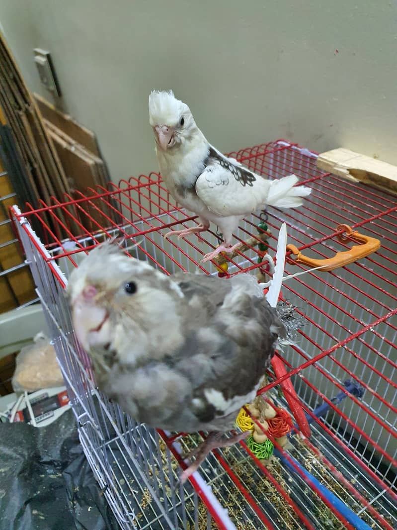 Two Cocktail parrot just 6500 with cage or toys hande tame 3