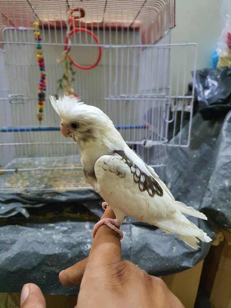 Two Cocktail parrot just 6500 with cage or toys hande tame 4