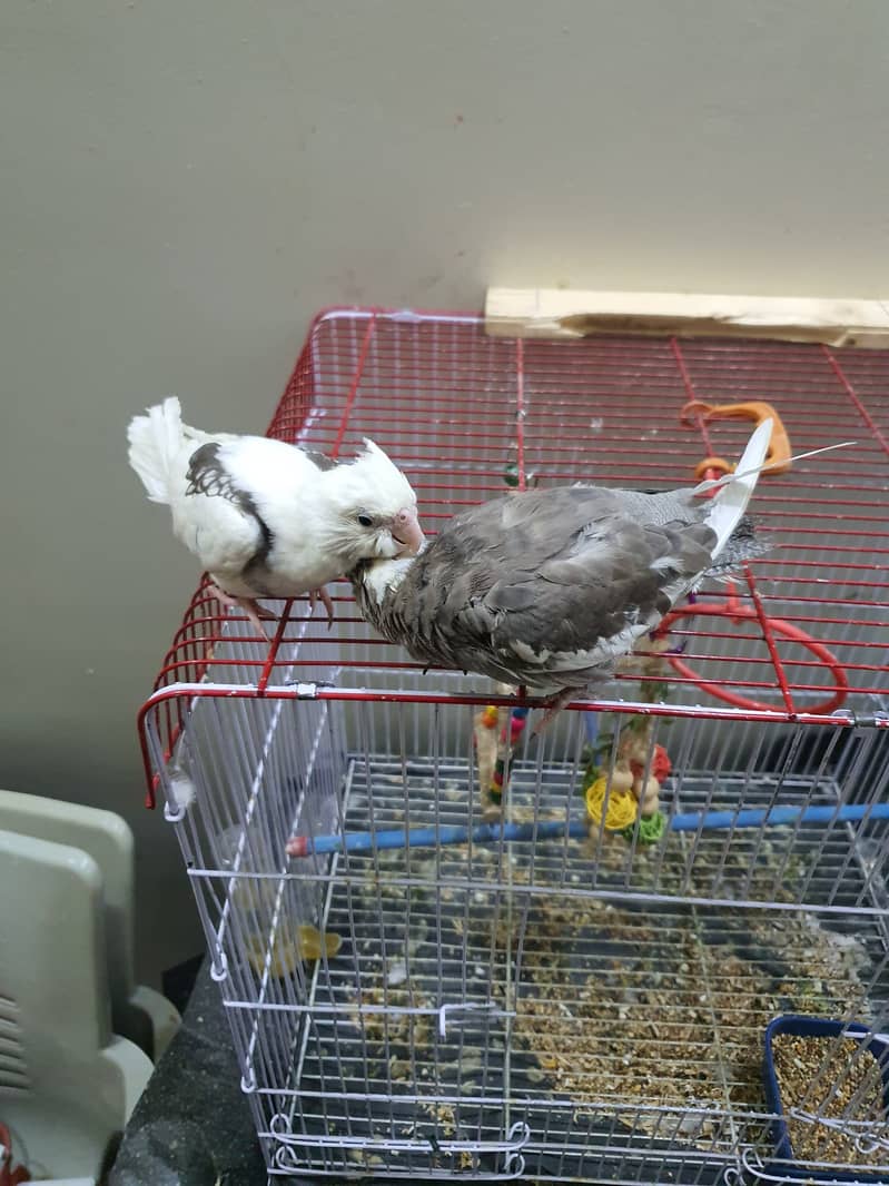 Two Cocktail parrot just 6500 with cage or toys hande tame 9