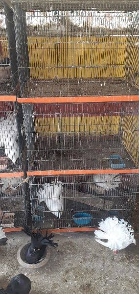 English fantail top quality pairs and cages 1