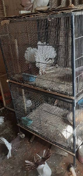 English fantail top quality pairs and cages 5