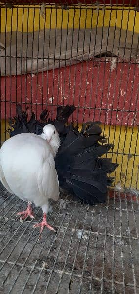 English fantail top quality pairs and cages 6