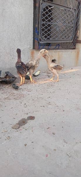 Aseel murga k chicks for sale 1