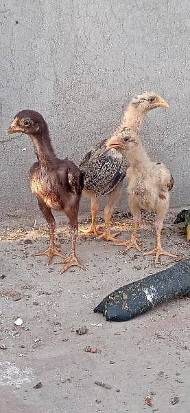 Aseel murga k chicks for sale 3