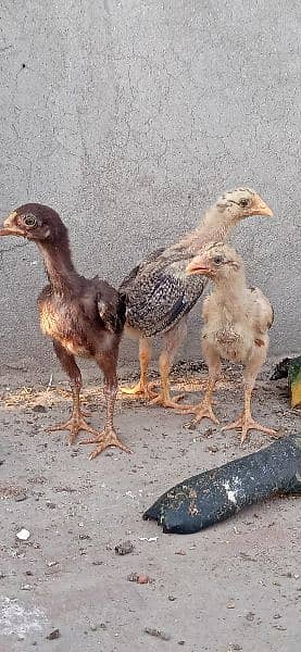 Aseel murga k chicks for sale 5
