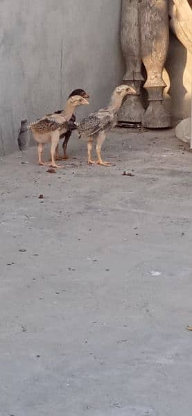Aseel murga k chicks for sale 6