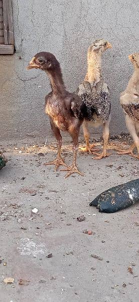 Aseel murga k chicks for sale 8