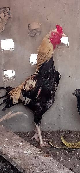 Aseel murga k chicks for sale 9