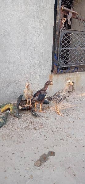 Aseel murga k chicks for sale 10