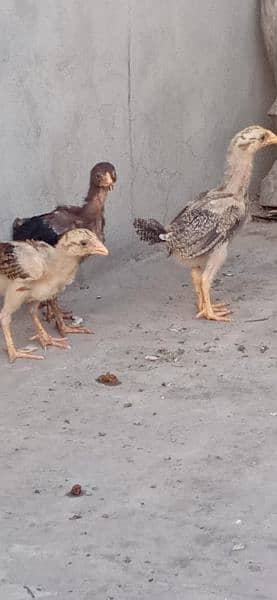 Aseel murga k chicks for sale 11