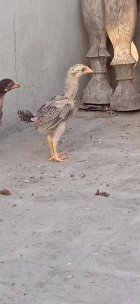 Aseel murga k chicks for sale 12