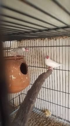 2 pc in4oo0 java breeder pair animal love birds aseel hens