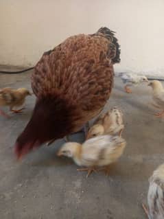 aseel murgi with 10 chick's  0312 1588195 03009182750