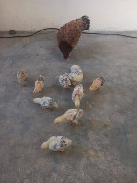aseel murgi with 10 chick's  0312 1588195 03009182750 1