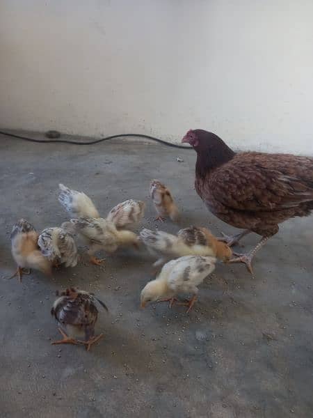 aseel murgi with 10 chick's  0312 1588195 03009182750 4