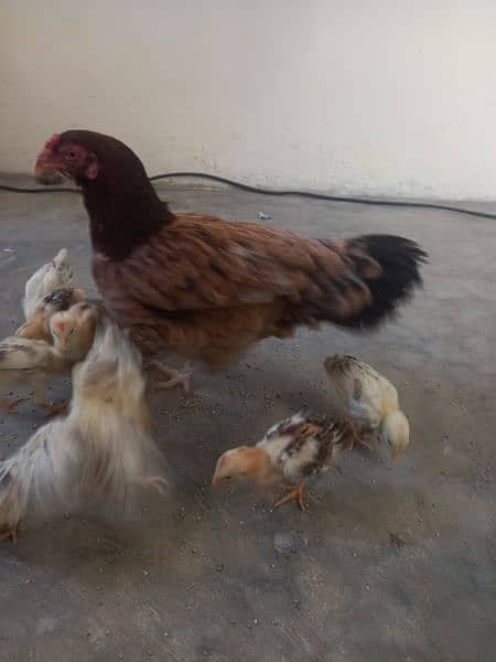 aseel murgi with 10 chick's  0312 1588195 03009182750 5