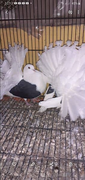 English fantail top quality pairs and cages 10