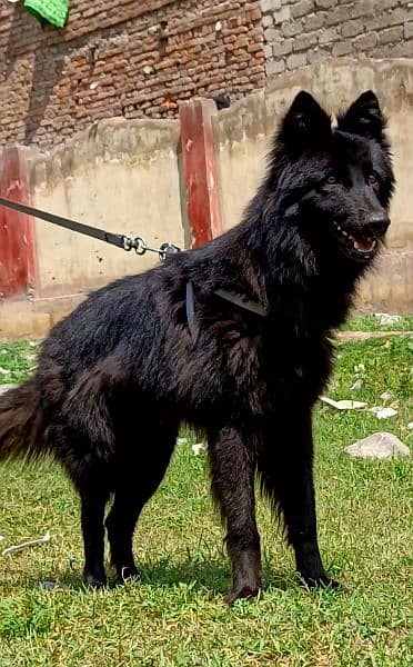 Black German shepherd long coat full security guard available for sale 1