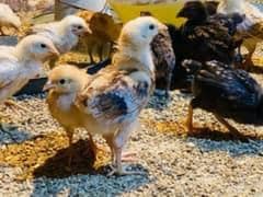golden misri chicks / golden hen / desi hen / desi murgha