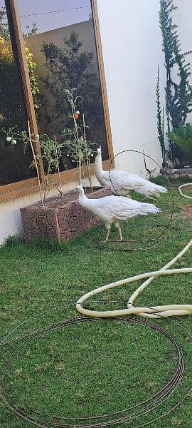 pure white breader peacock pair 1