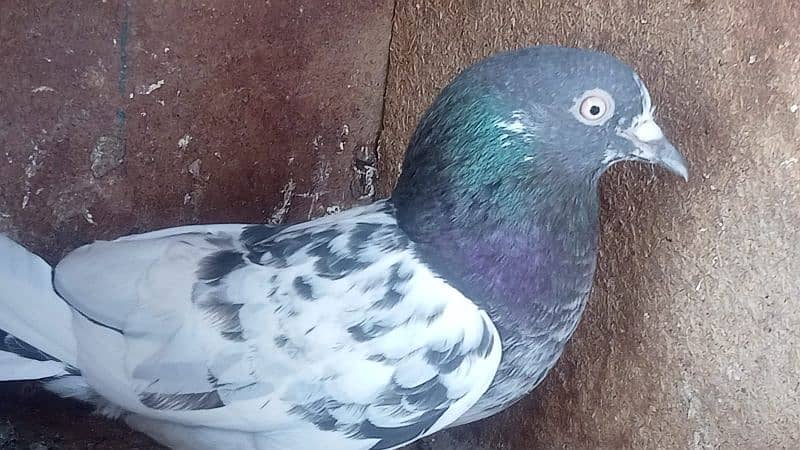 breedar pigeon 1