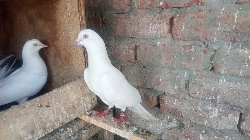 breedar pigeon 2