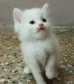 Persian Kitten Tripple Coated