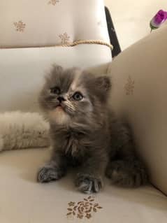 Pure Persian cat kittens