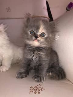 Pure Persian cat kittens