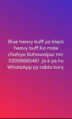 Blue ya black heavy buff male