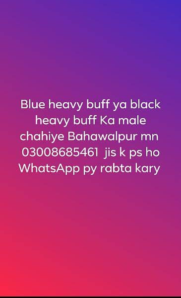 Blue ya black heavy buff male 0