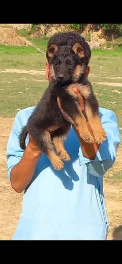 German Shepherd double coat 3 month  female available for sale