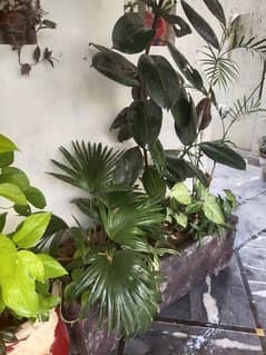 Plants 0