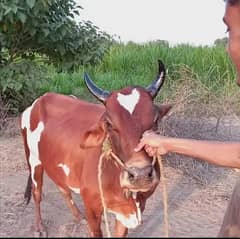 Cow | Bull | bachra | wacha for Qurbani 2024 0