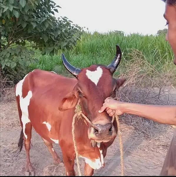 Cow | Bull | bachra | wacha for Qurbani 2024 1