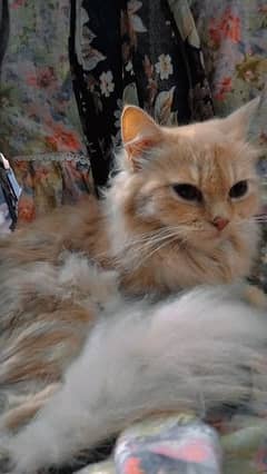 Persian cat , triple coated