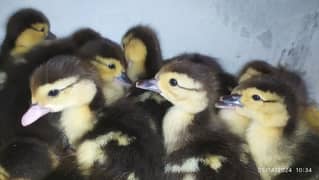 Muscovy Duck fertile eggs and chick's available