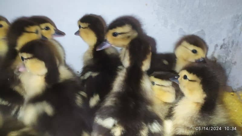 Muscovy Duck fertile eggs and chick's available 4