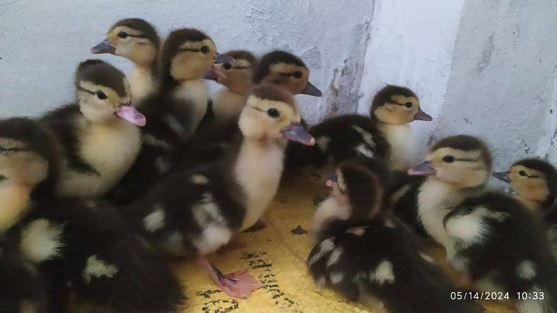 Muscovy Duck fertile eggs and chick's available 5