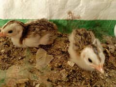Guiena fowl ticher chokor chicks