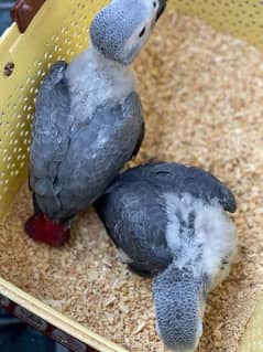Grey Parrot Chicks