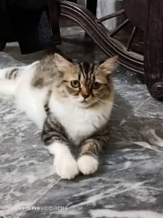 beautiful female cat for sale