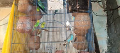 Australian parrots with cage