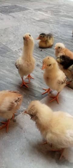 aseel chicks for sale 0