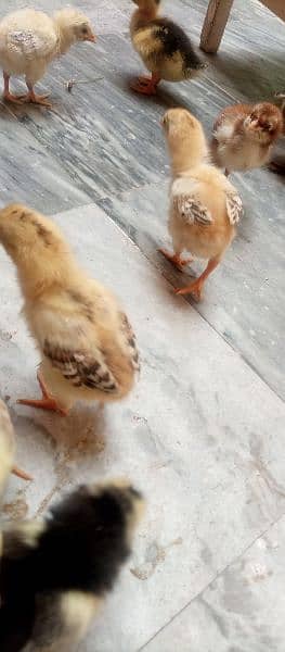 aseel chicks for sale 2