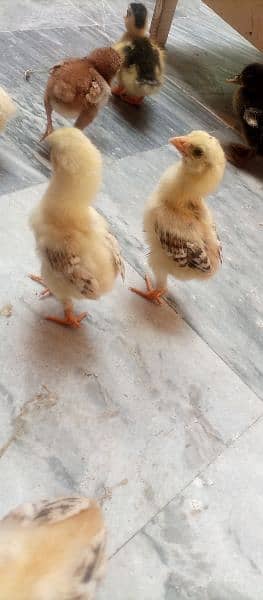 aseel chicks for sale 3