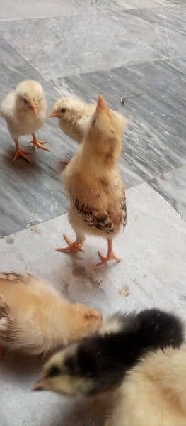 aseel chicks for sale 4