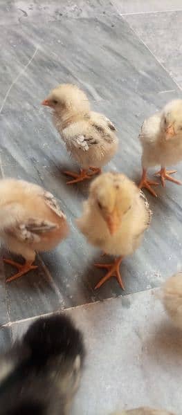 aseel chicks for sale 5