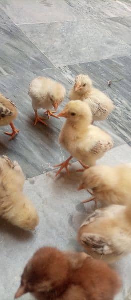 aseel chicks for sale 6